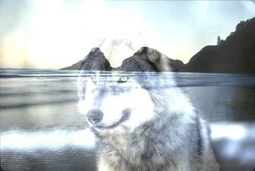 Wolf mit Landschaft